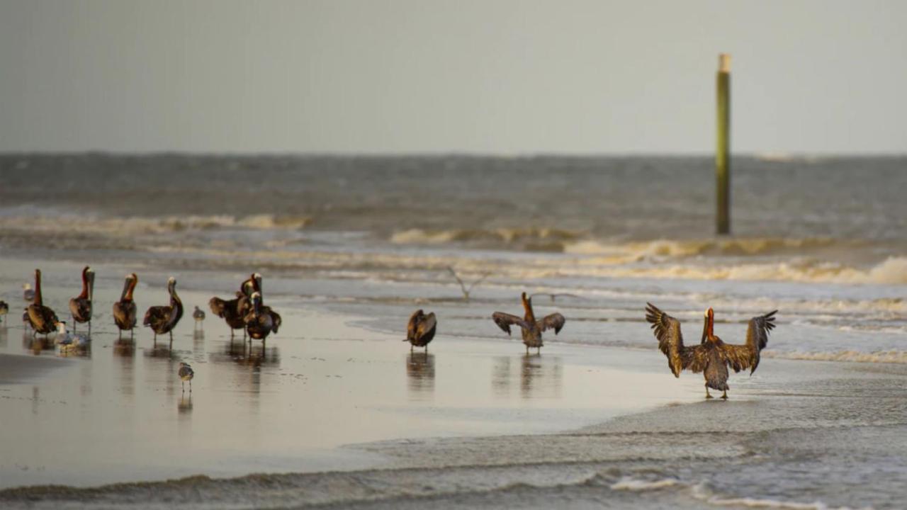 By Ihg 3* Jekyll Island
